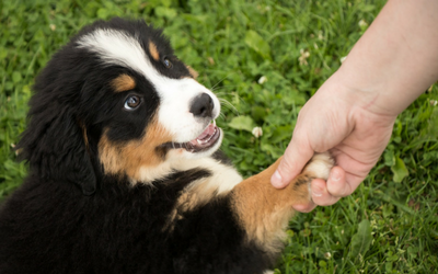 image for Responsible Pet Ownership